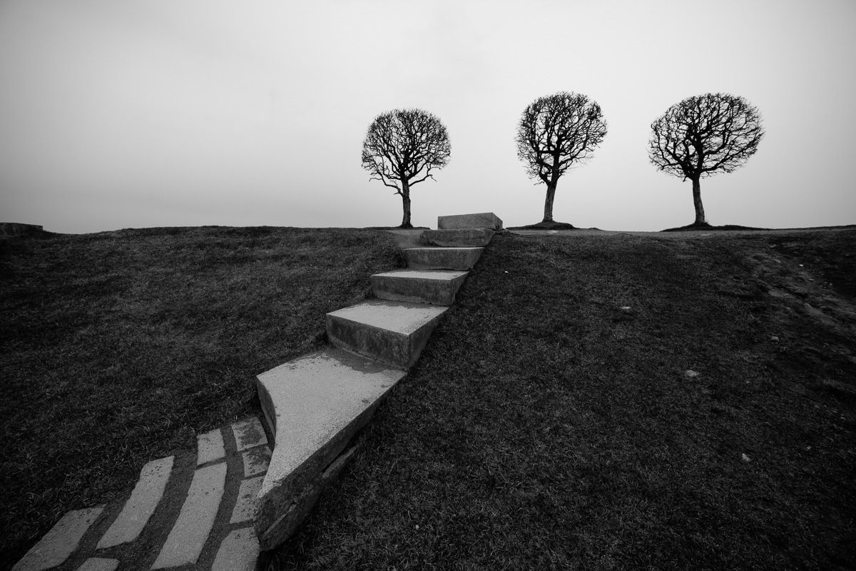 Фотография - Три дерева и лестница, автор - Андрей Петров