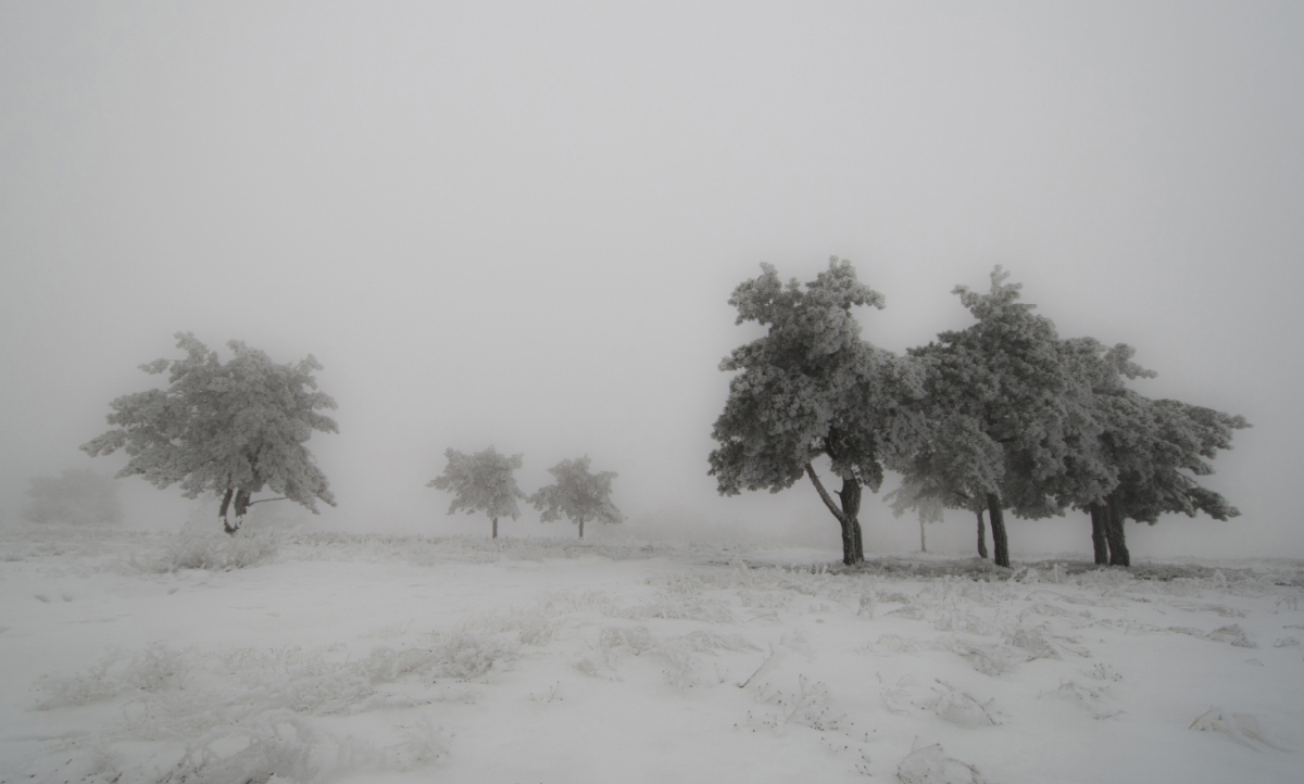 Фотография - Зима. Туман. Сосны., автор - Белянский Александр