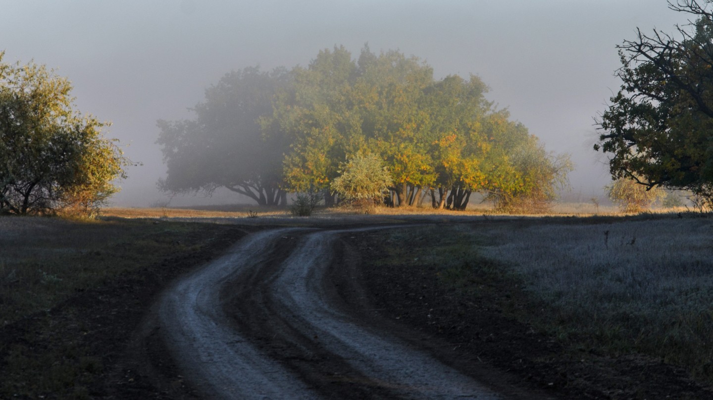 Фотография - Островок из деревьев, автор - Белянский Александр