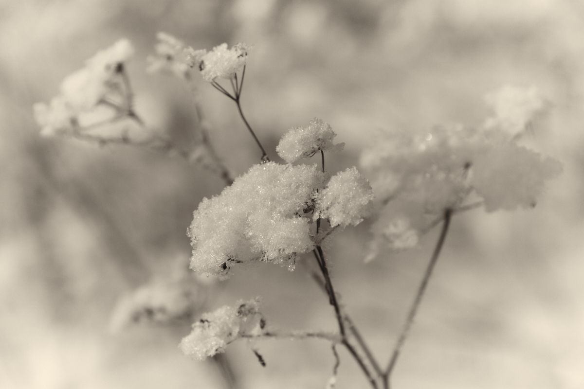 Фотография - Зимний цветок, автор - Дмитрий