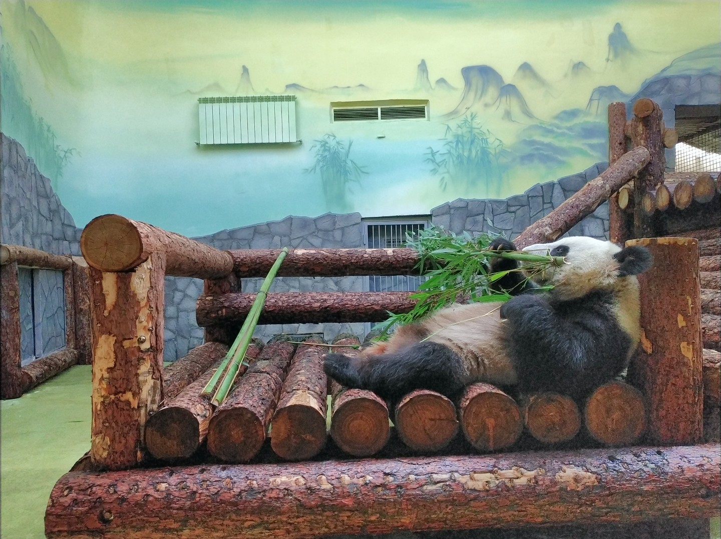 Фотография - "Панды" из Московского Зоопарка( Pandas from the Moscow Zoo), автор - Чернов Дмитрий