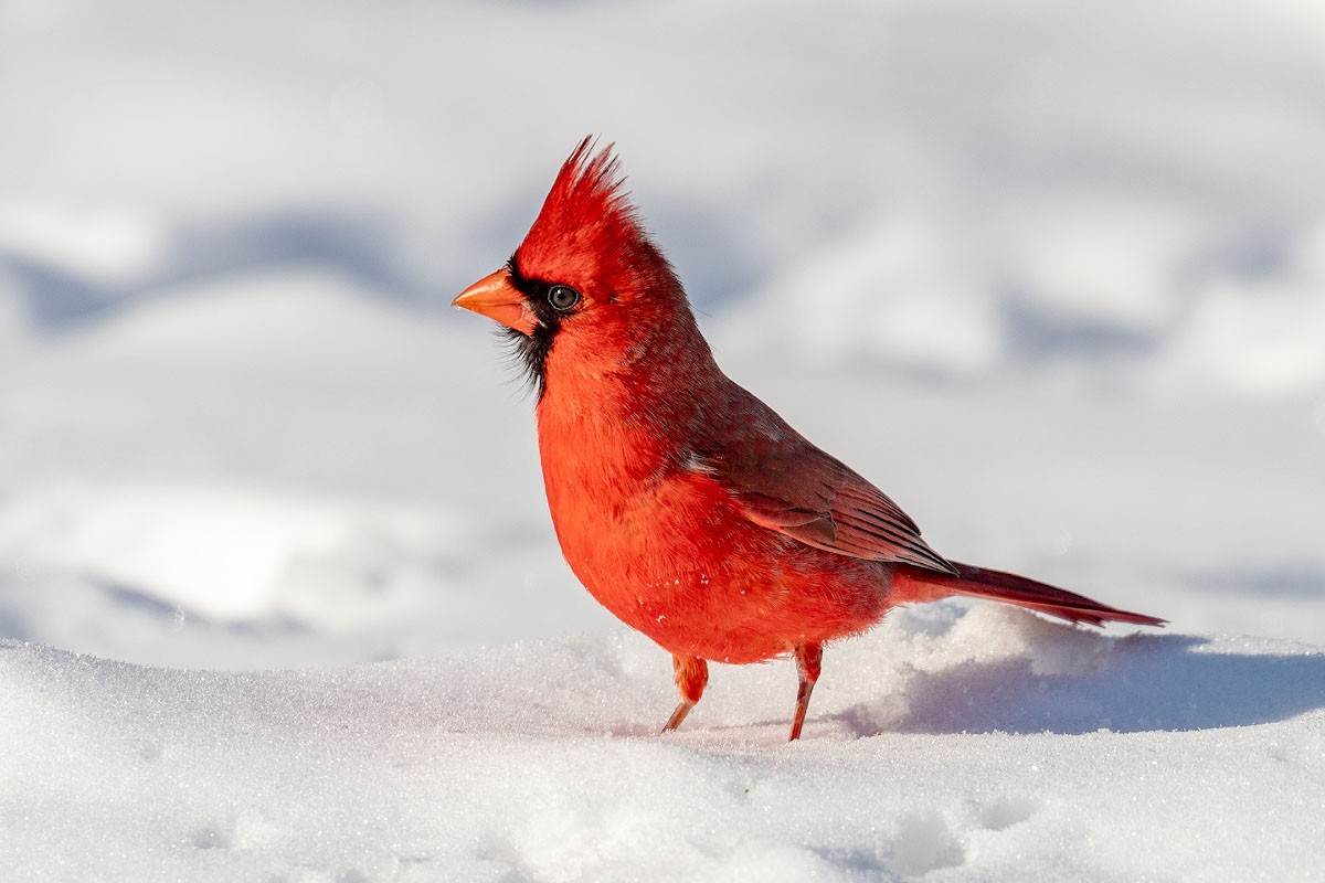 Фотография - Красный кардинал., автор - ST