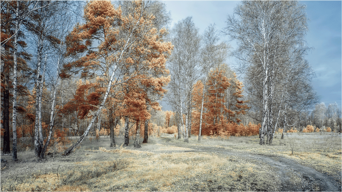 Фотография - Осенний в ик., автор - Наталья Гобова 