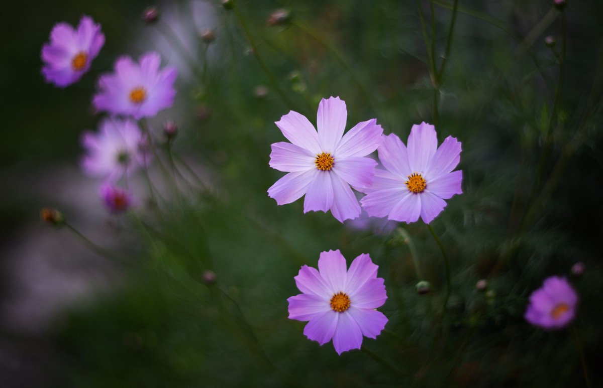 Фотография - Летние цветы., автор - Наталья Гобова 