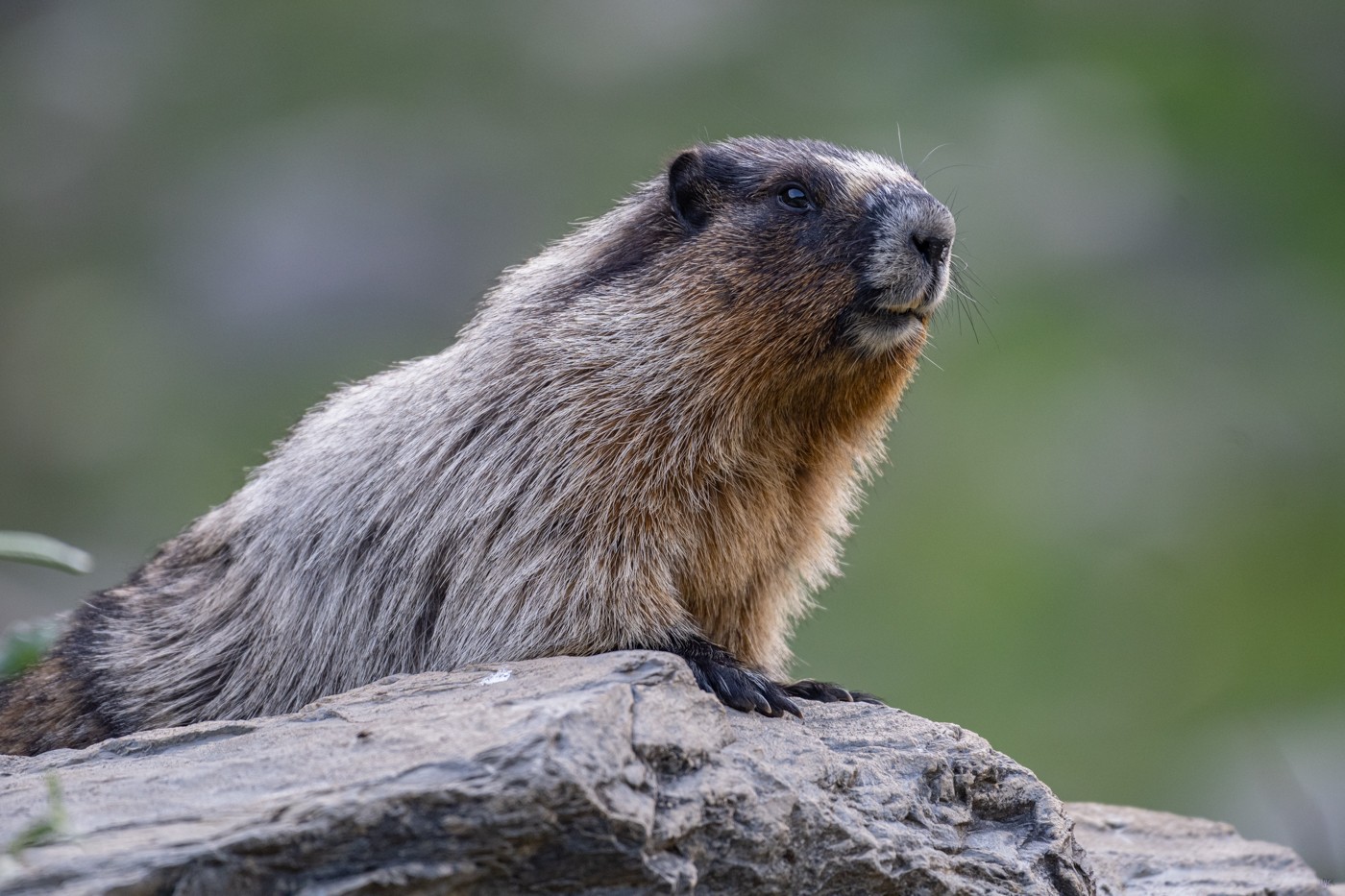 Фотография - Седой сурок или  Hoary marmot, автор - Nick